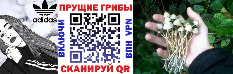 наркотики  KRAKEN   Галлюциногенные грибы Magic Shrooms  Чистополь 